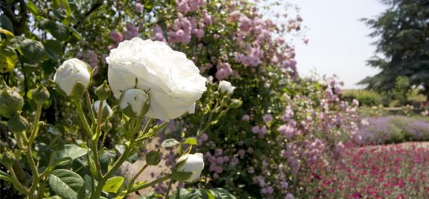 New website goes live