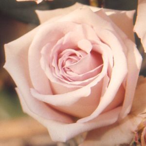 [Lady Mary Fitzwilliam Rose]